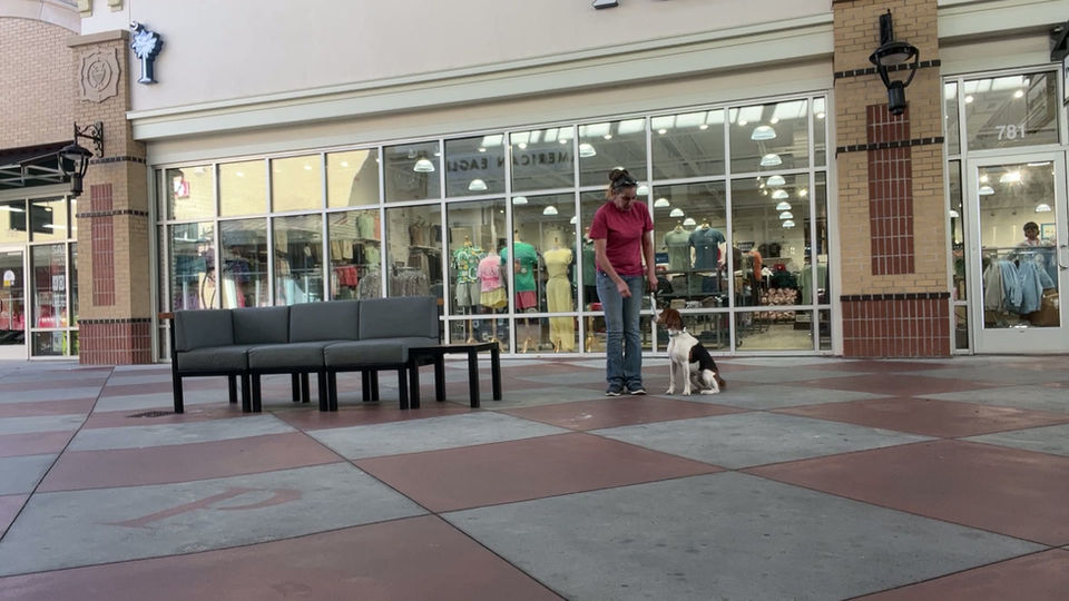 savannah-dog-training-21